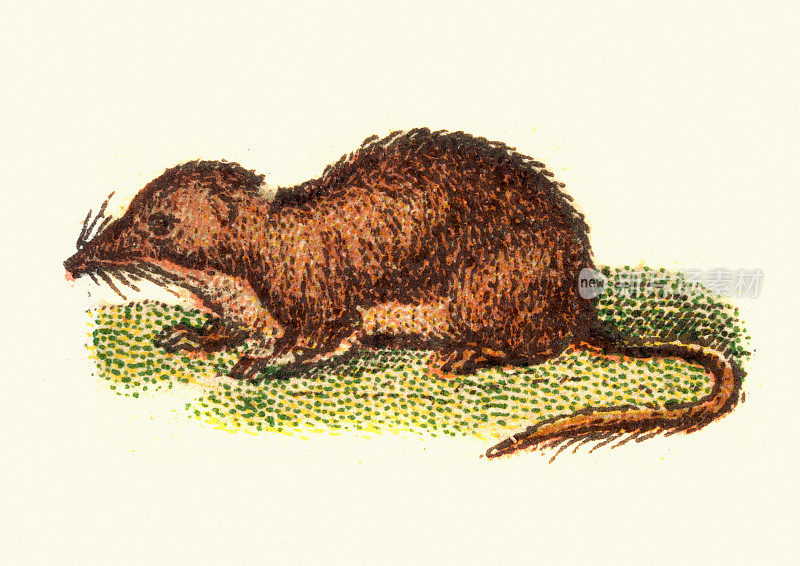 欧亚水鼩，Neomys fodiens，野生动物，古董插图